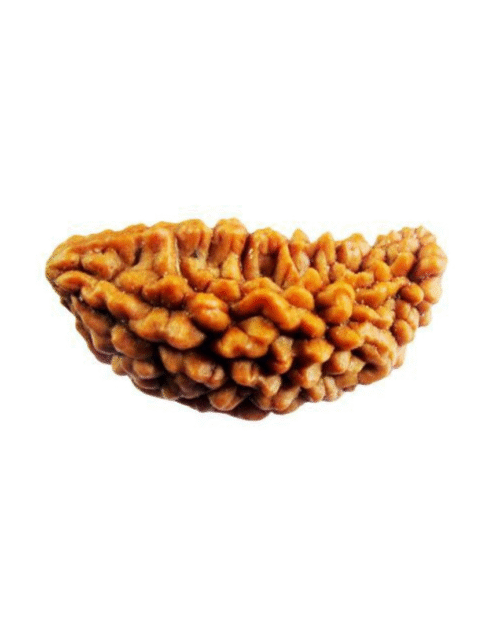 1 Mukhi Rudraksha