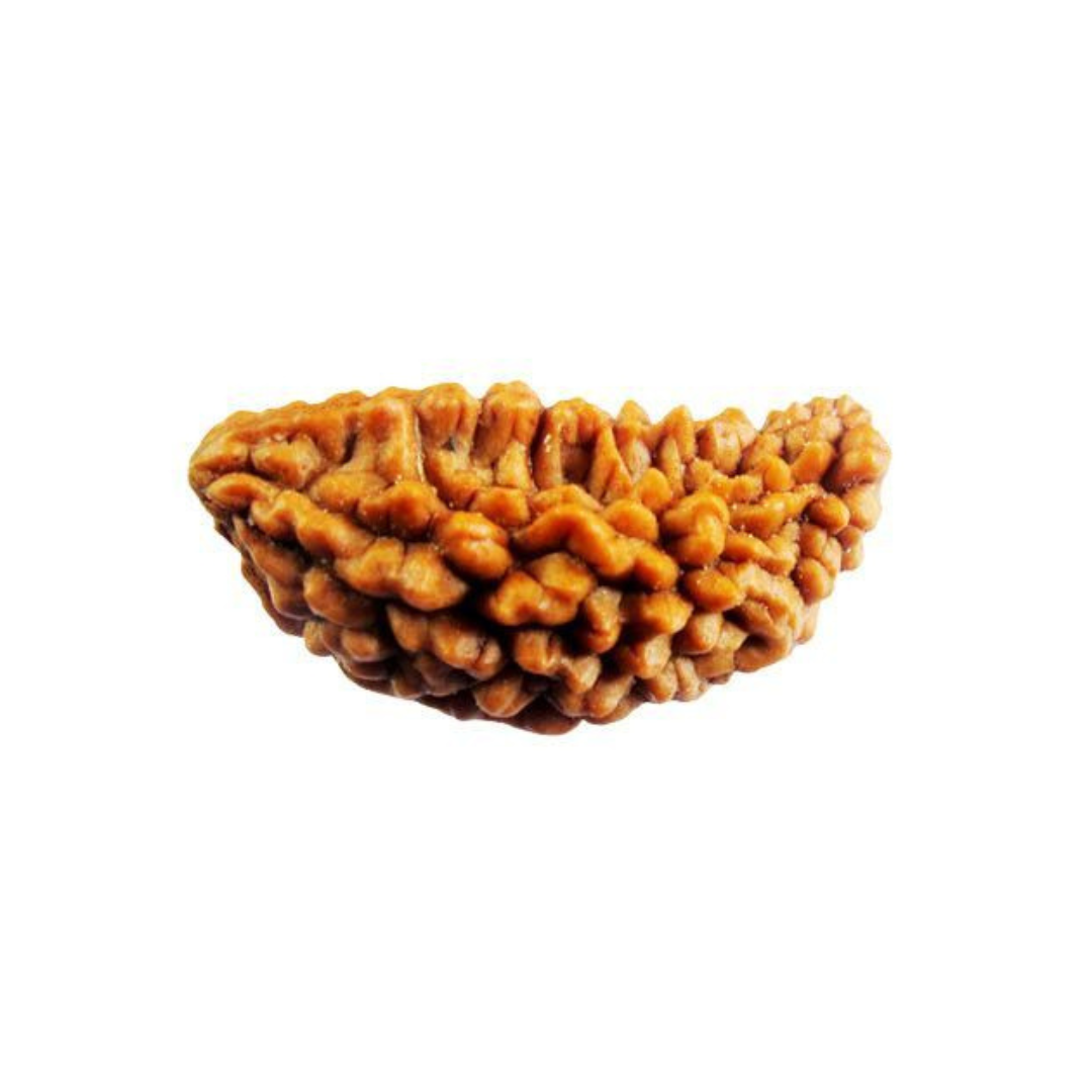 1 Mukhi Rudraksha