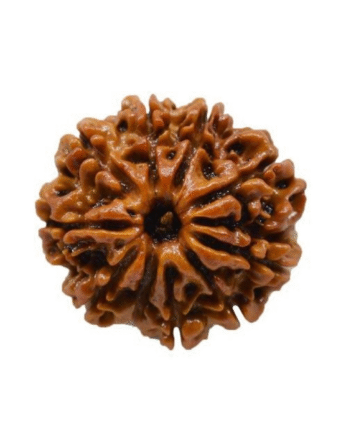 10 Mukhi Rudraksha
