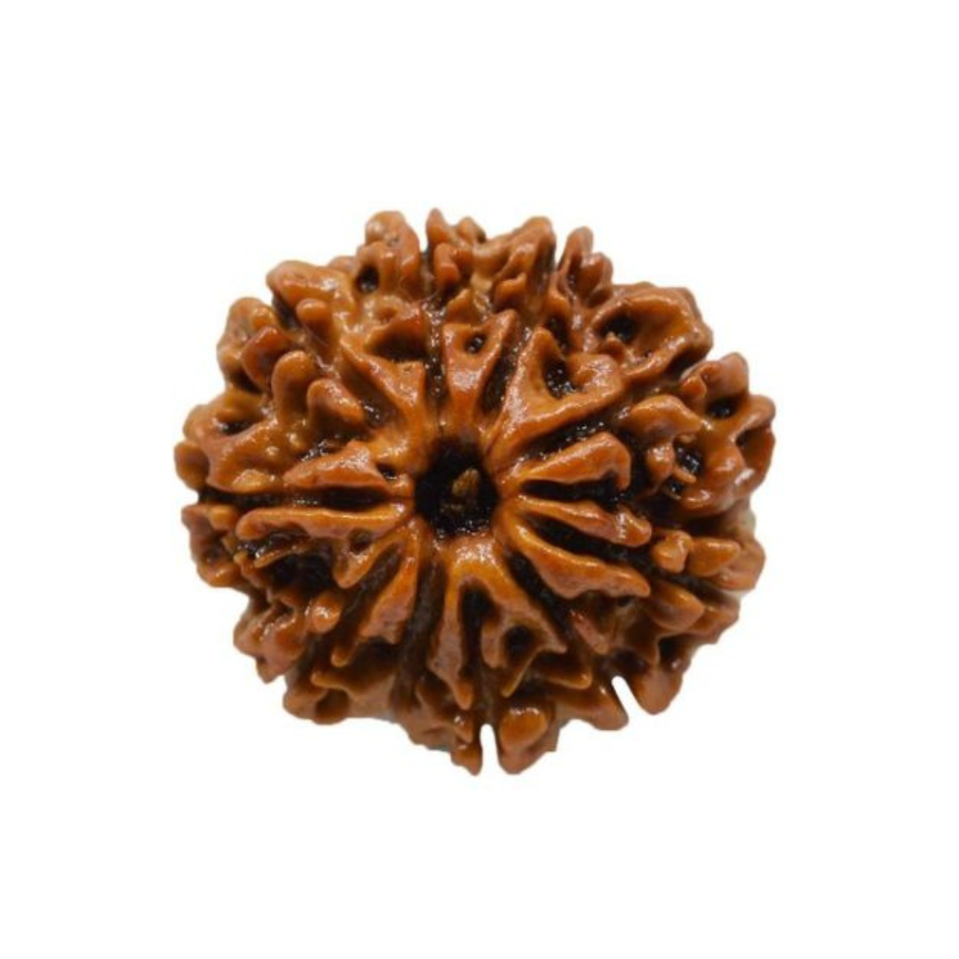 10 Mukhi Rudraksha