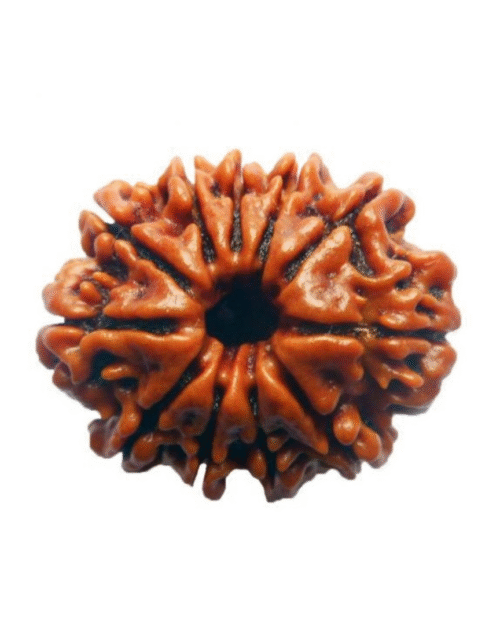 12 Mukhi Rudraksha