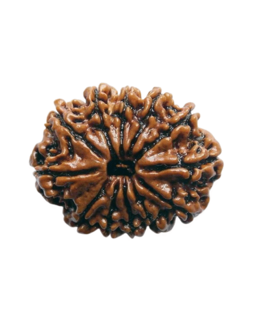 13 Mukhi Rudraksha