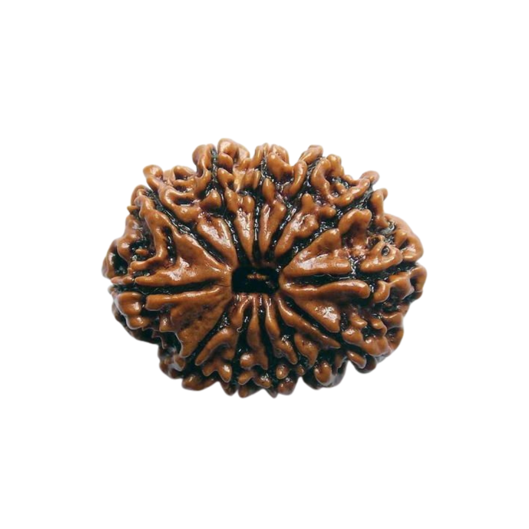 13 Mukhi Rudraksha