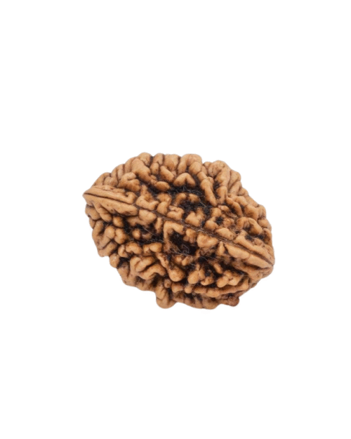 2 Mukhi Rudraksha
