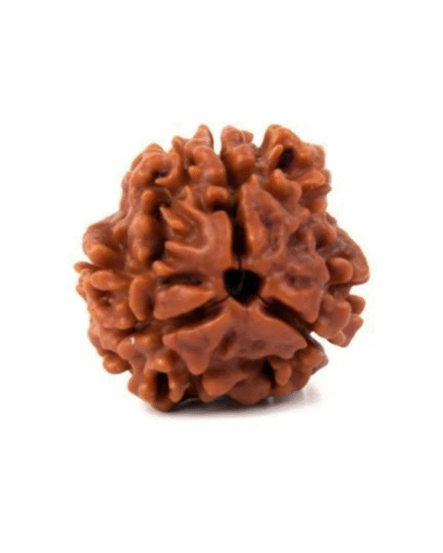 3 Mukhi Rudraksha