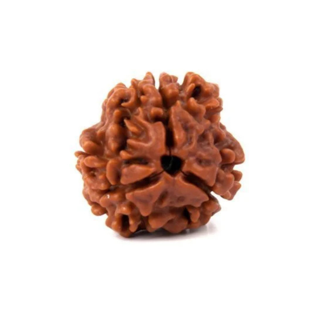3 Mukhi Rudraksha