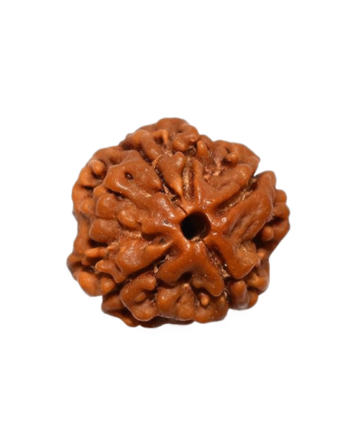 4 Mukhi Rudraksha