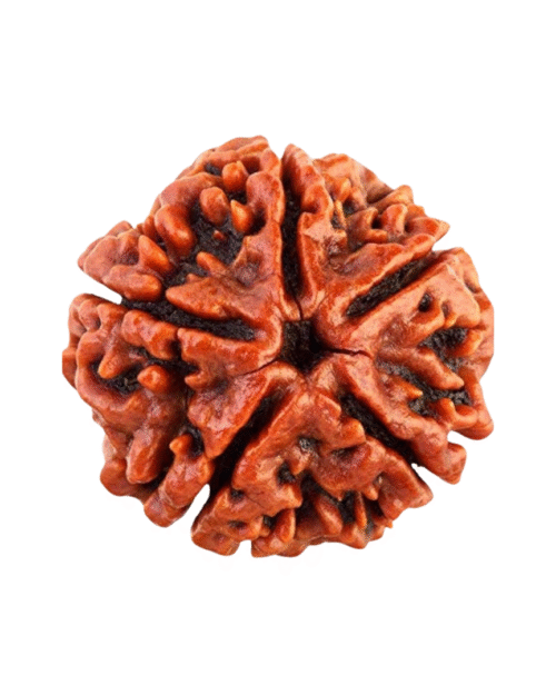 5 Mukhi Rudraksha