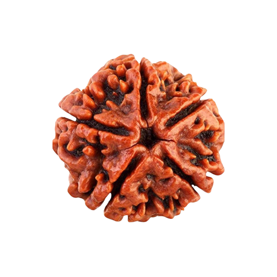 5 Mukhi Rudraksha