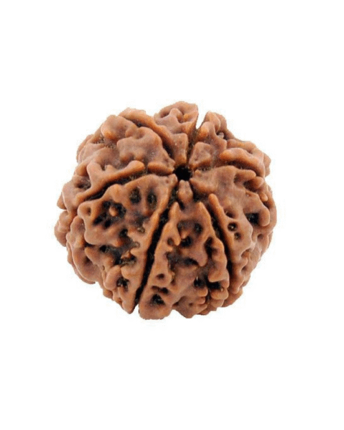 6 Mukhi Rudraksha