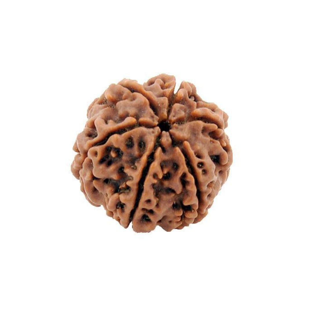 6 Mukhi Rudraksha