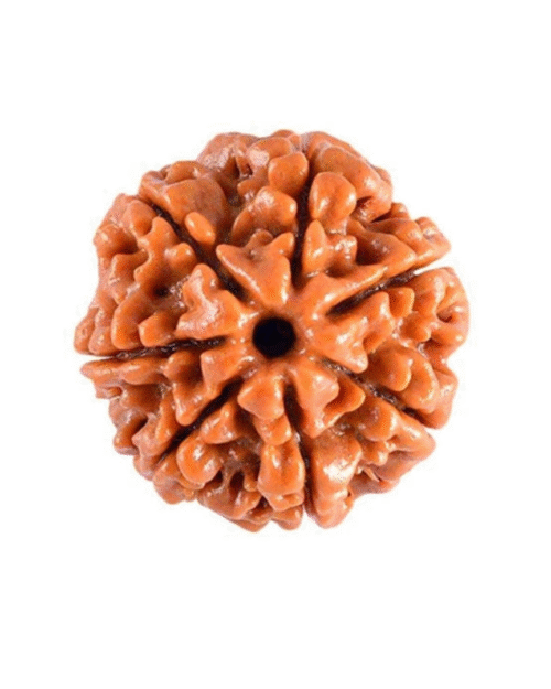 7 Mukhi Rudraksha
