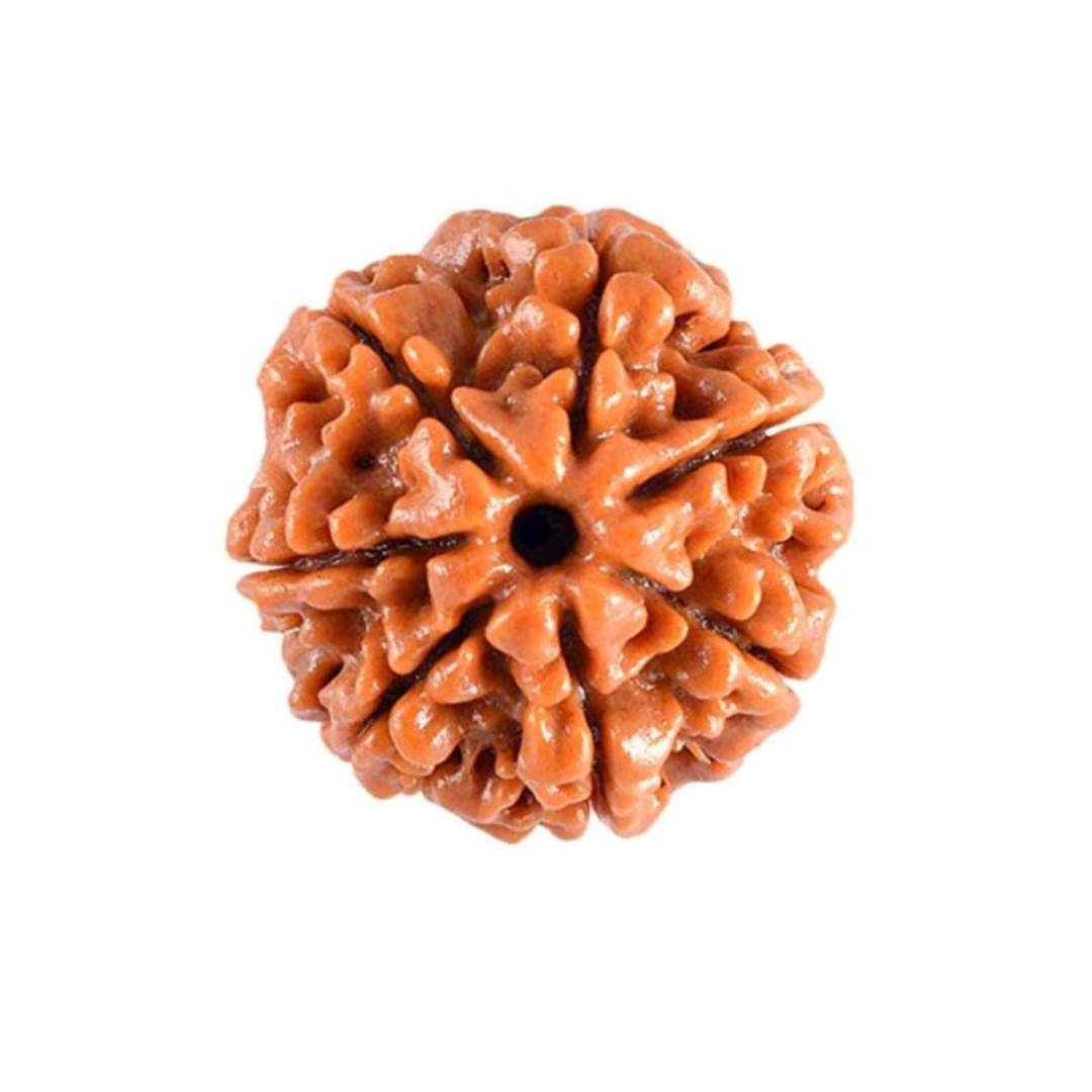 7 Mukhi Rudraksha