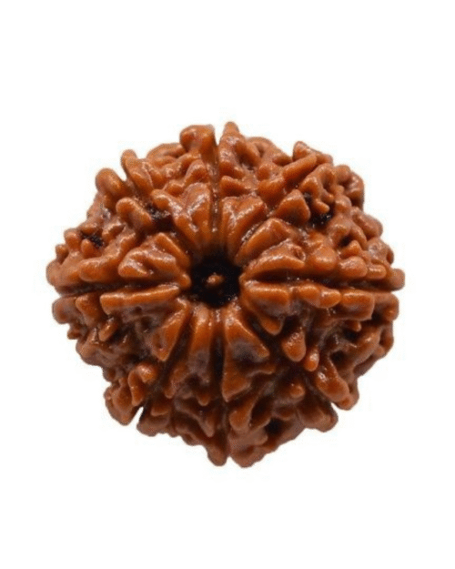 8 Mukhi Rudraksha