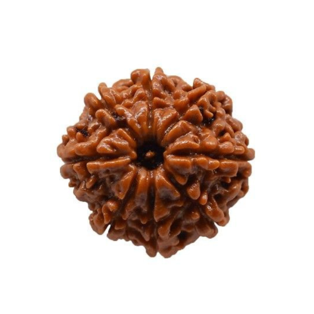 8 Mukhi Rudraksha