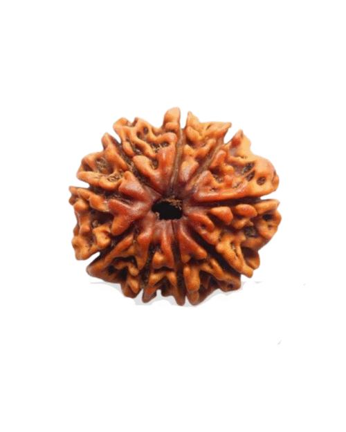 9 Mukhi Rudraksha