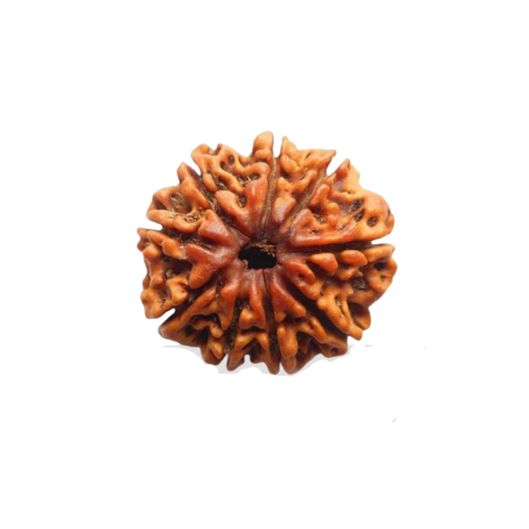 9 Mukhi Rudraksha